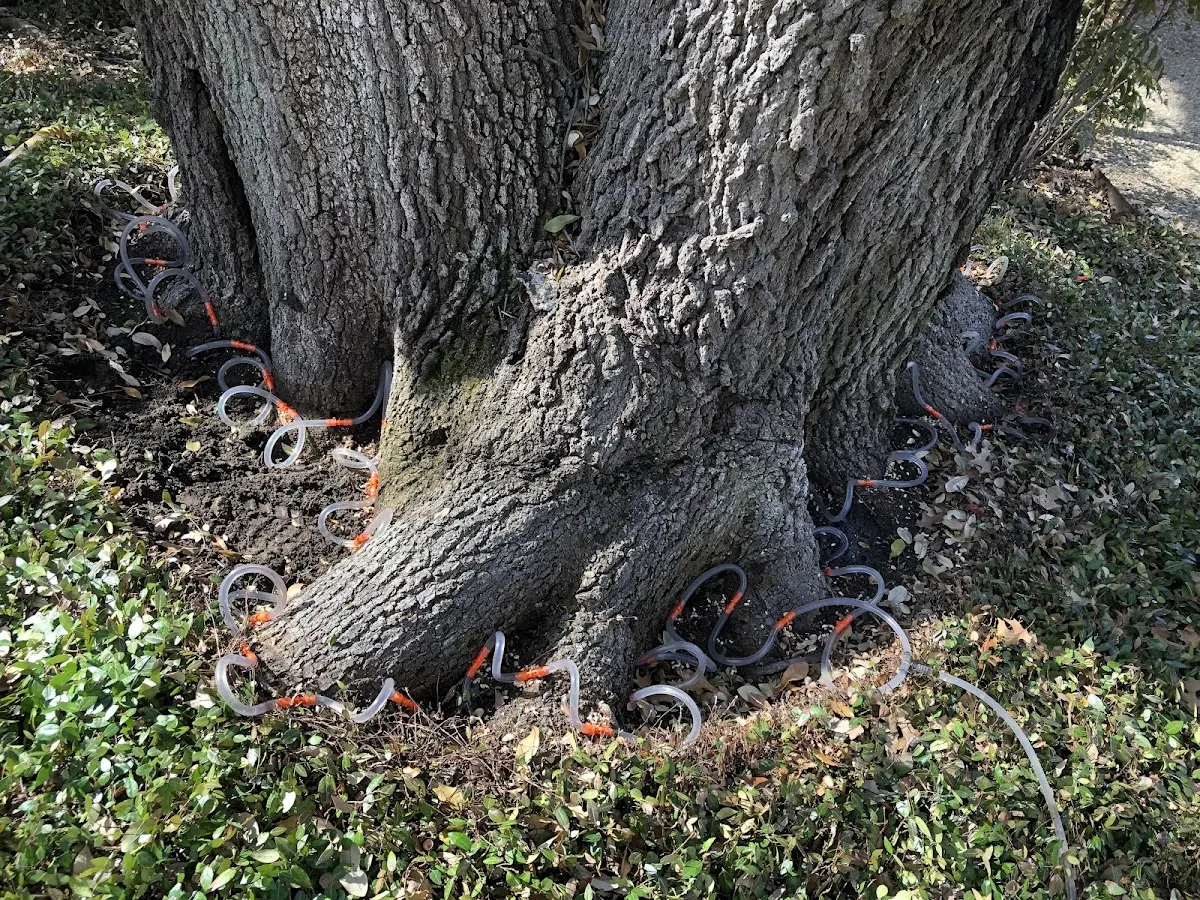 Detailed Tree Cabling and Bracing job site in South Berwick